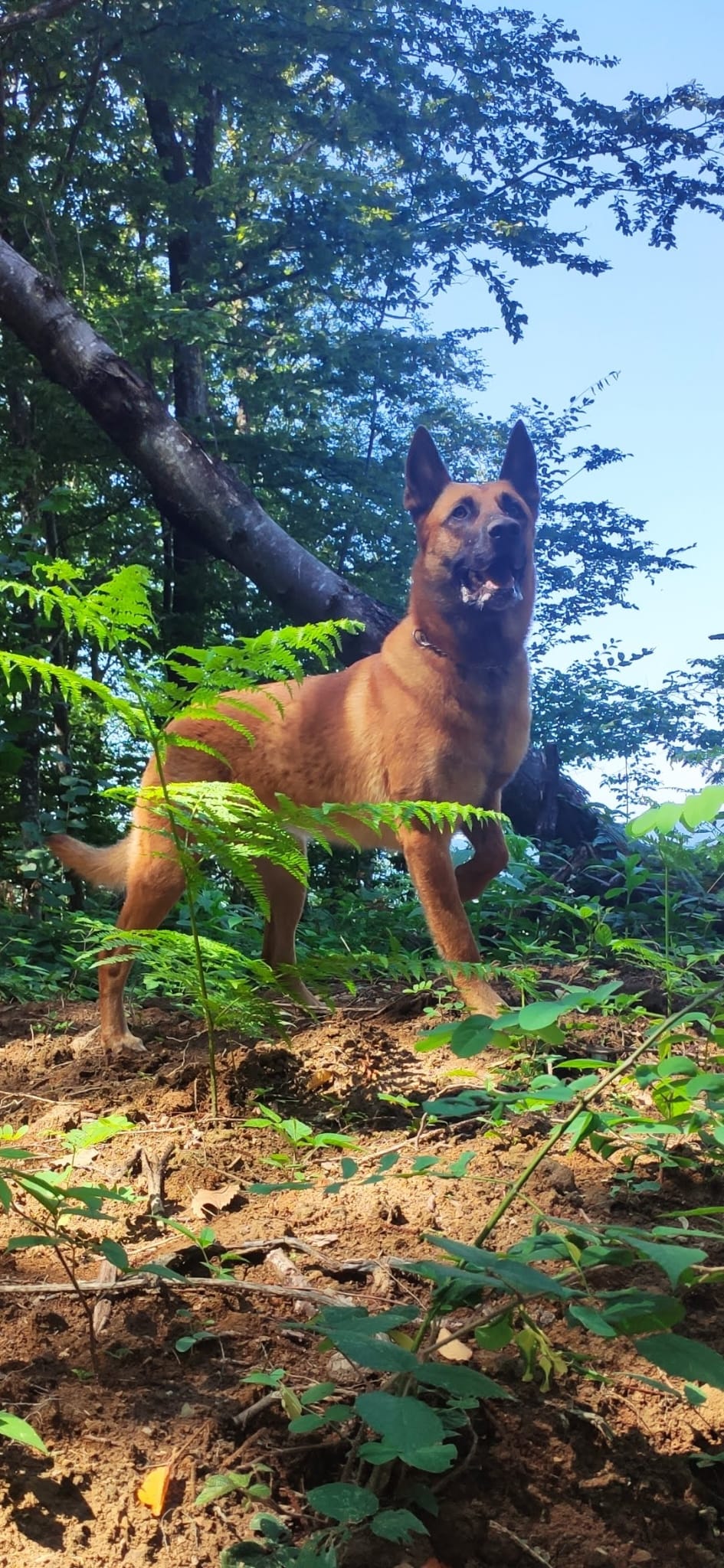 Malinois u ljetnoj šumi
