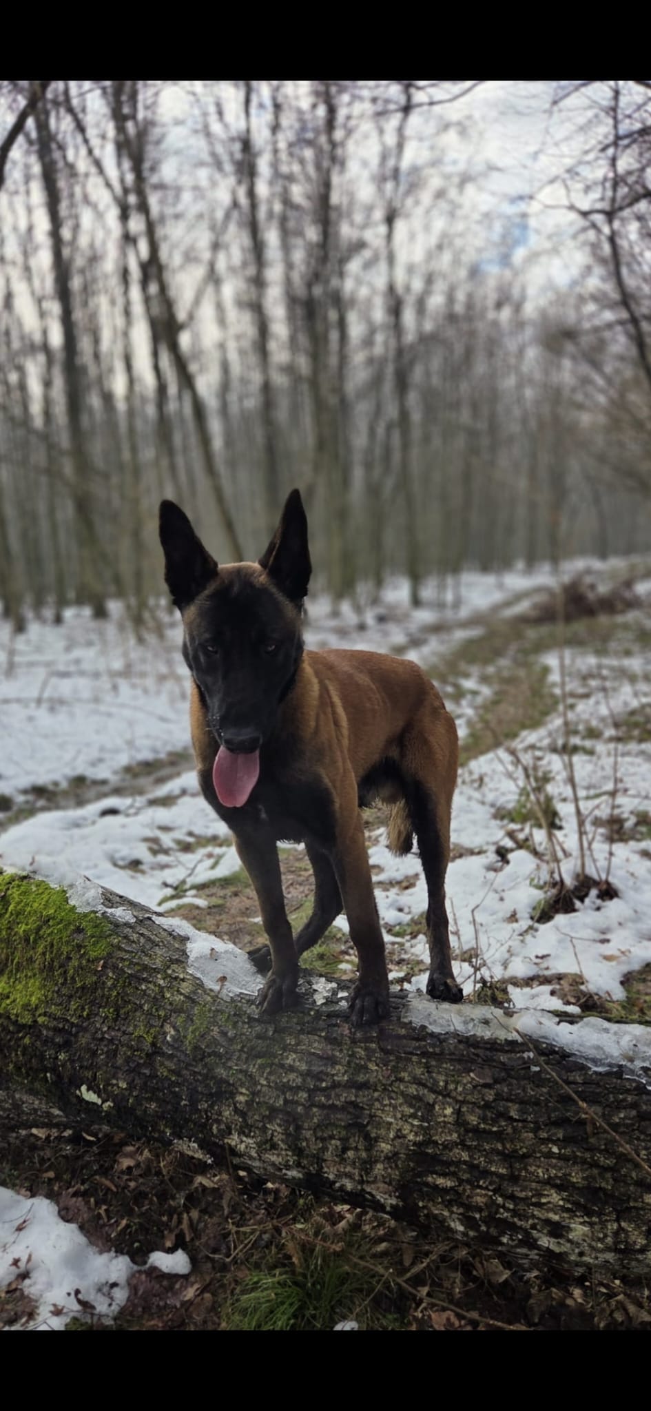 Malinois na trupcu